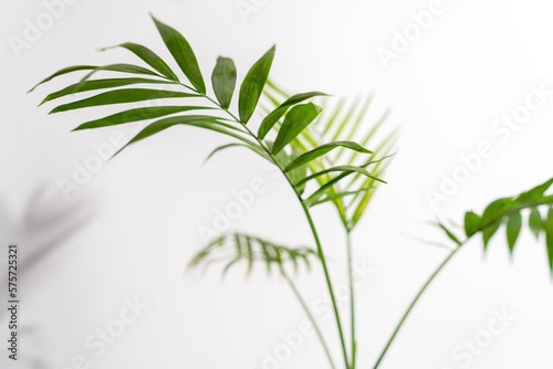 Chamaedorea Elegans Palm isolated on white background. leaves and stems of chamedorea on a white background.