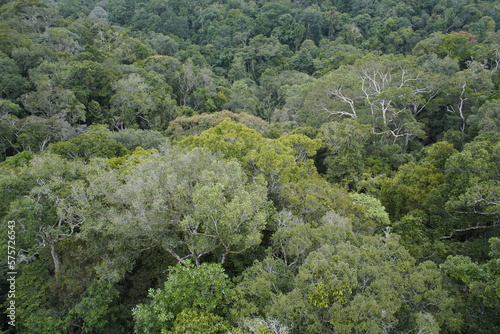 Amazon rainforest is a major producer of oxygen. Brazil.