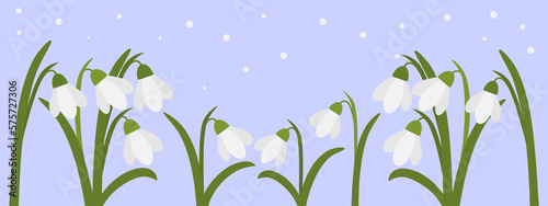 Snowdrops on a blue background. Light spring background.