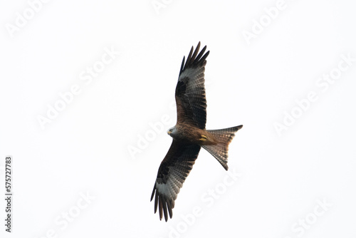 Red Kite © ethan