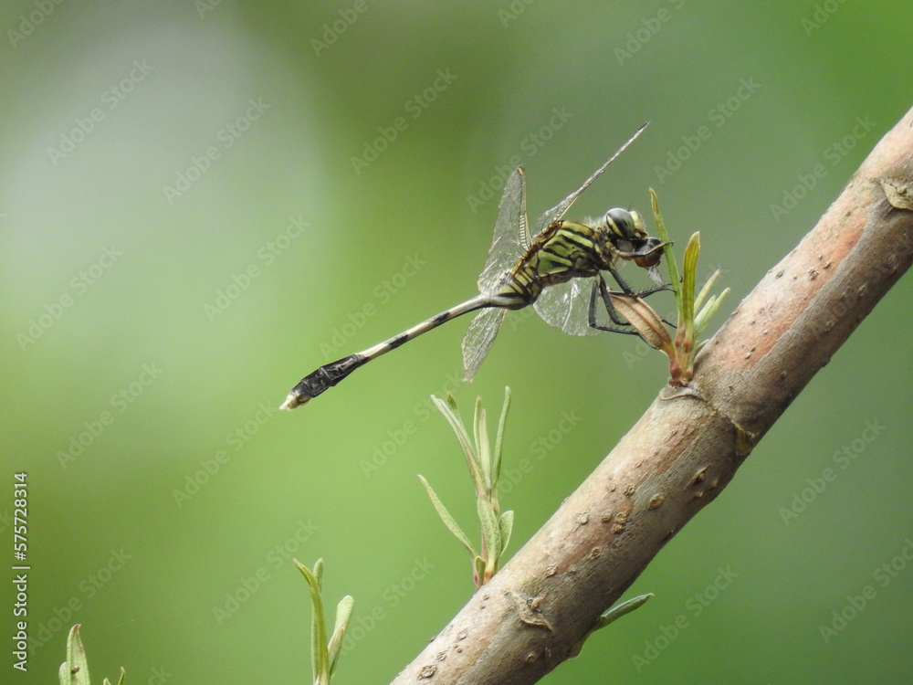 dragonfly on a branch dragonfly on a branch