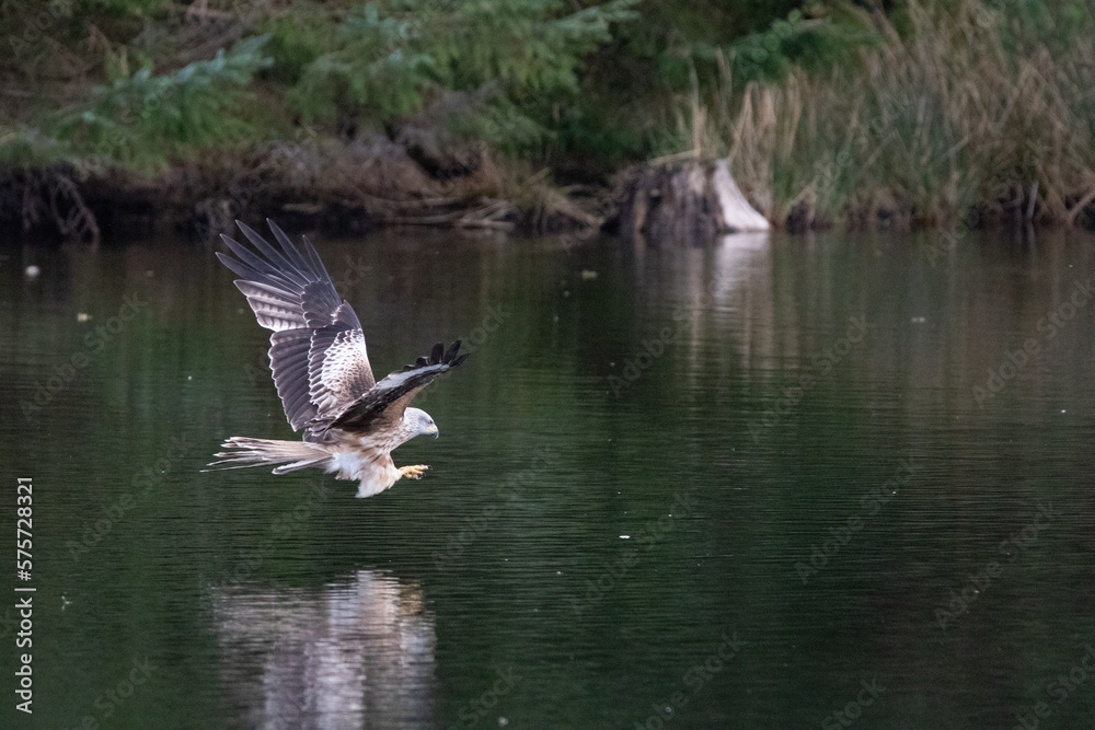 Red Kite Red Kite
