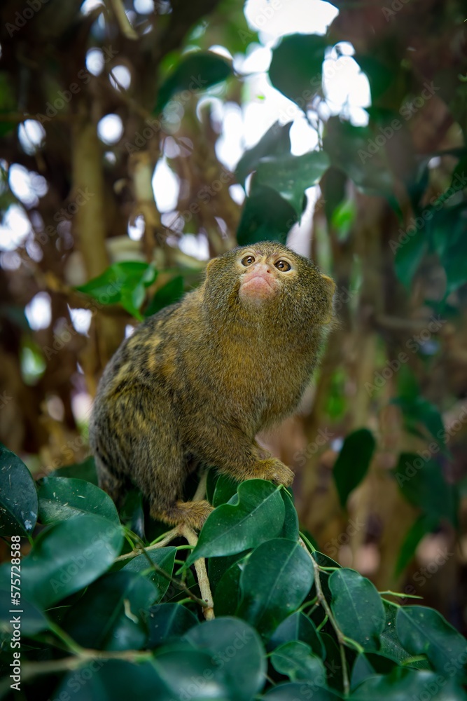 Pigmy Marmosette in rain forest Pigmy Marmosette in rain forest