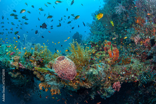 Coral reef South Pacific