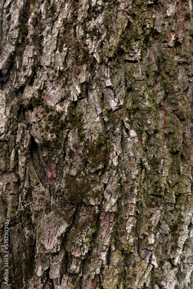 Wood texture. Tree trunk texture. Close-up of walnut bark, tree bark background Wood texture. Tree trunk texture. Close-up of walnut bark, tree bark background