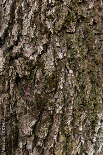 Wood texture. Tree trunk texture. Close-up of walnut bark, tree bark background
