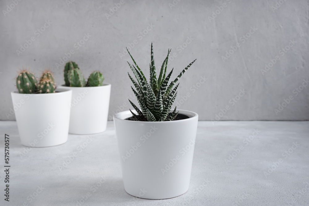 Cacti and succulents in white pots on a light gray background. Growing flowers at home. Home decor with flowers in pots. Cozy interior. Cacti and succulents in white pots on a light gray background. Growing flowers at home. Home decor with flowers in pots. Cozy interior.