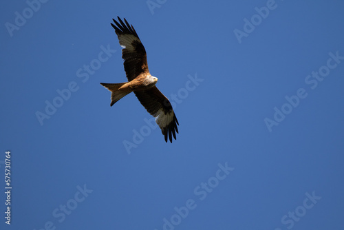 Red Kite
