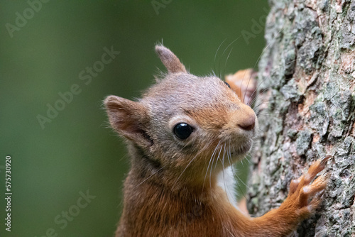 Red Squirrel