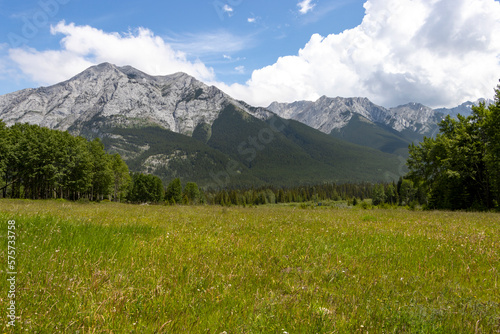 alpine meadow in the mountains