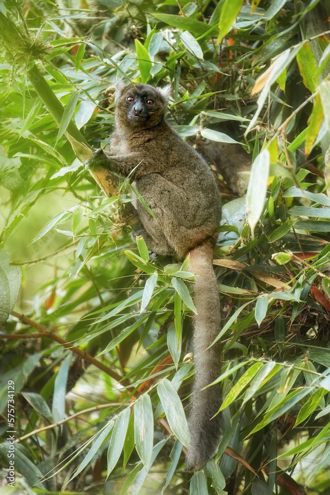 Greater bamboo lemur, Hapalemur simus, one of the world's most