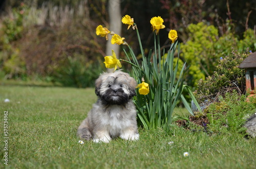 Photography Lhasa apso puppy in the grass with spring daffodils