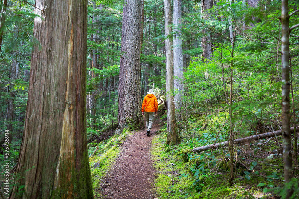 Fototapeta premium Hike in the forest