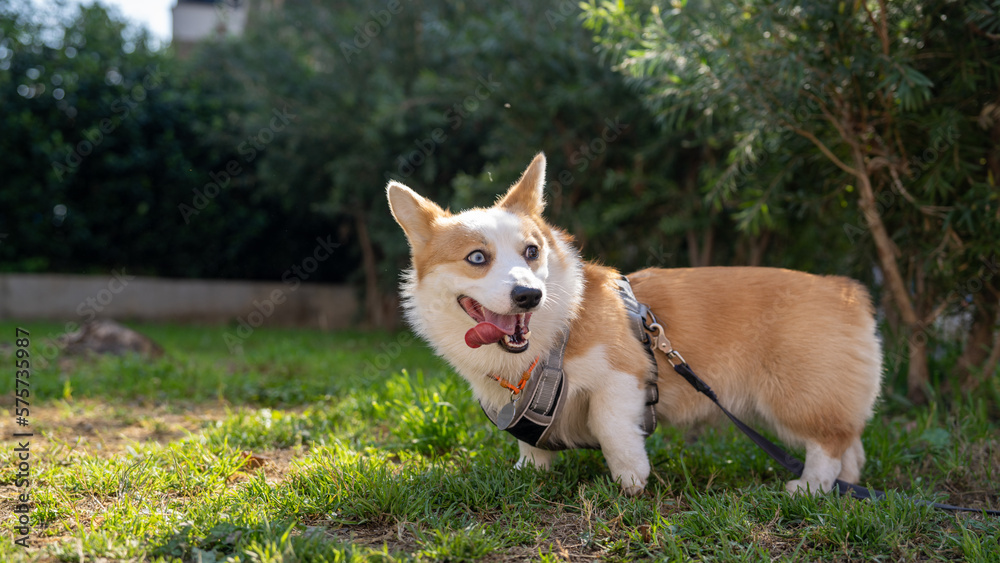 Cheerful Corgi dog sitting on green grass near the bushes, looking happy and playful. Perfect for pet-related projects, posters, or advertisements