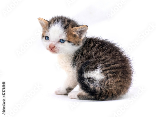 Cute fluffy kitten on white isolated background. Magic cat