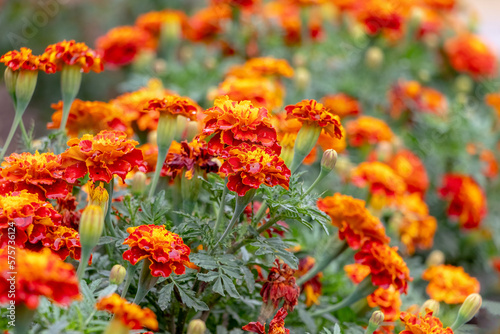 Bright marigolds on the flowerbed. Blooming marigolds © Volodymyr