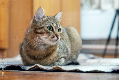 A brown tabby cat with an attentive look sits in the studio on the floor