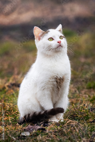 A cute white spotted kitten sits in the garden on the grass and looks up with interest