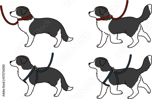 Simple and cute hand drawn Border Collie with leash and harness