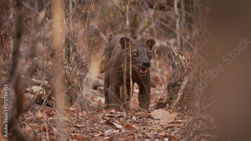Fossa - Cryptoprocta ferox long-tailed mammal endemic to Madagascar, family Eupleridae, related to the Malagasy civet, the largest mammalian carnivore and top or apex predator on Madagascar in forest.