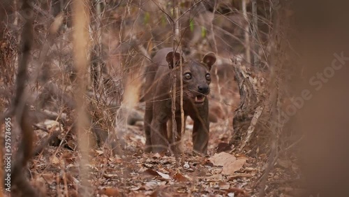 Fossa - Cryptoprocta ferox long-tailed mammal endemic to Madagascar, family Eupleridae, related to the Malagasy civet, the largest mammalian carnivore and top or apex predator on Madagascar in forest. photo