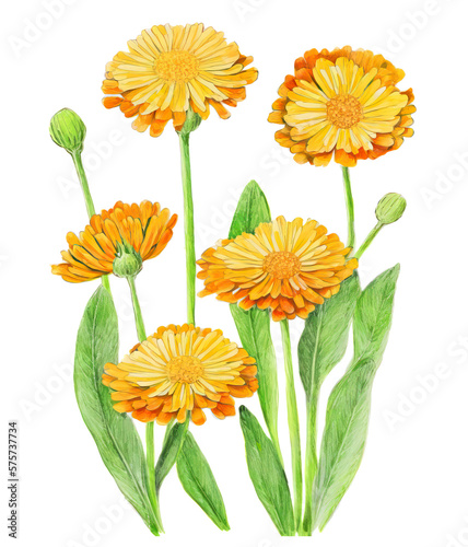 Calendula officinalis, cosmetics or natural remedies plant. Generative AI watercolor illustration