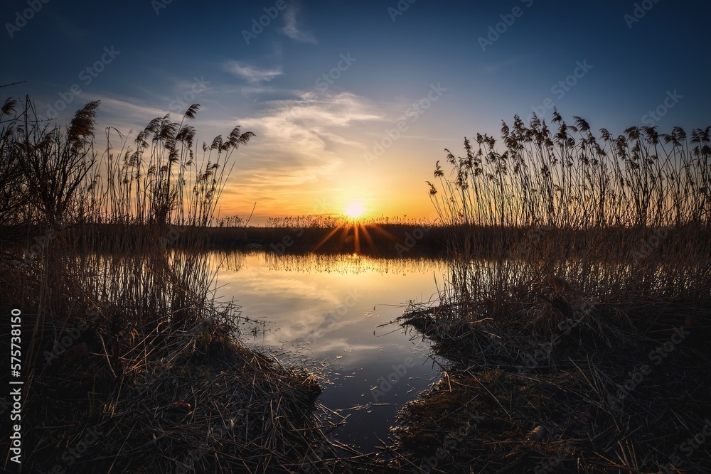 Beautiful summer landscape. Dry tree and grass reflecting in the river.