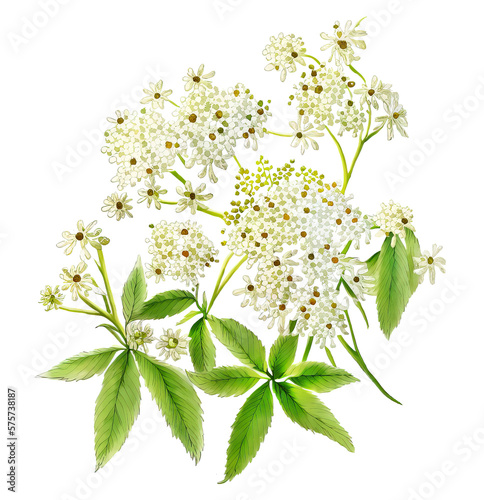 Branch with elderberry flowers isolated on white. Generative AI illustration in watercolor style