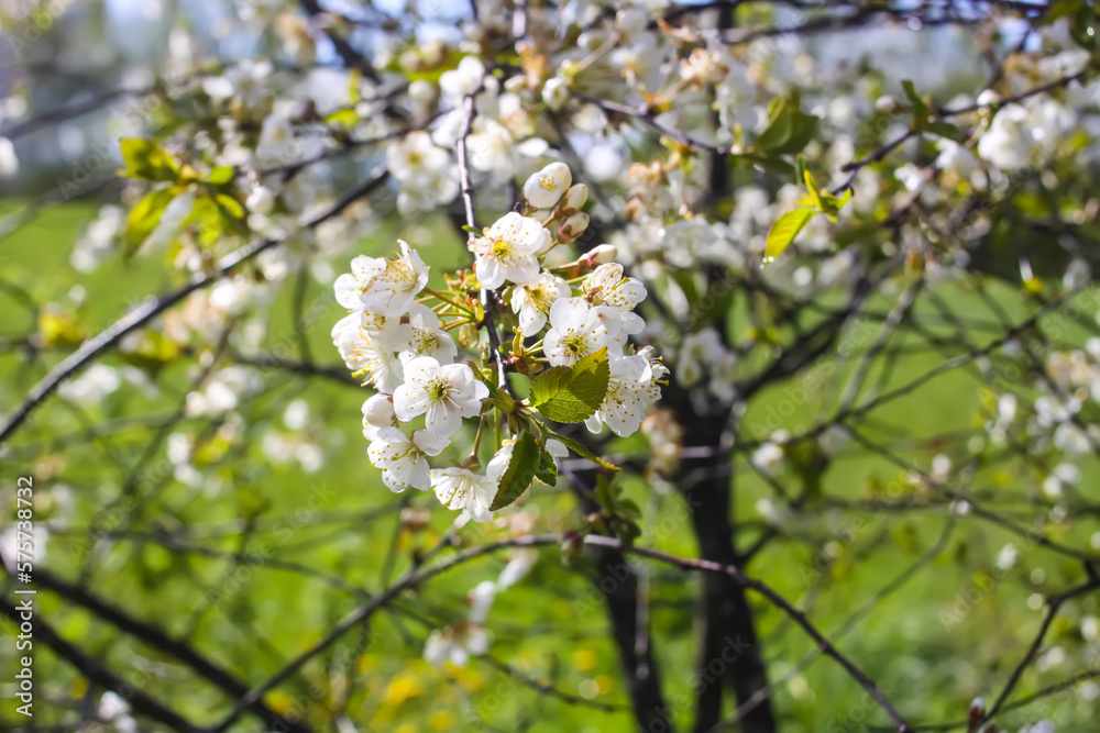 Fruit tree blossom in spring park.