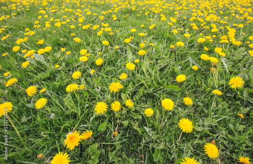 Yellow dandelions on meadow in sunlight. Beauty of nature.