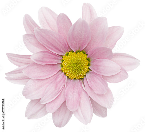 Pink chrysanthemum flower, bud isolated. Close up
