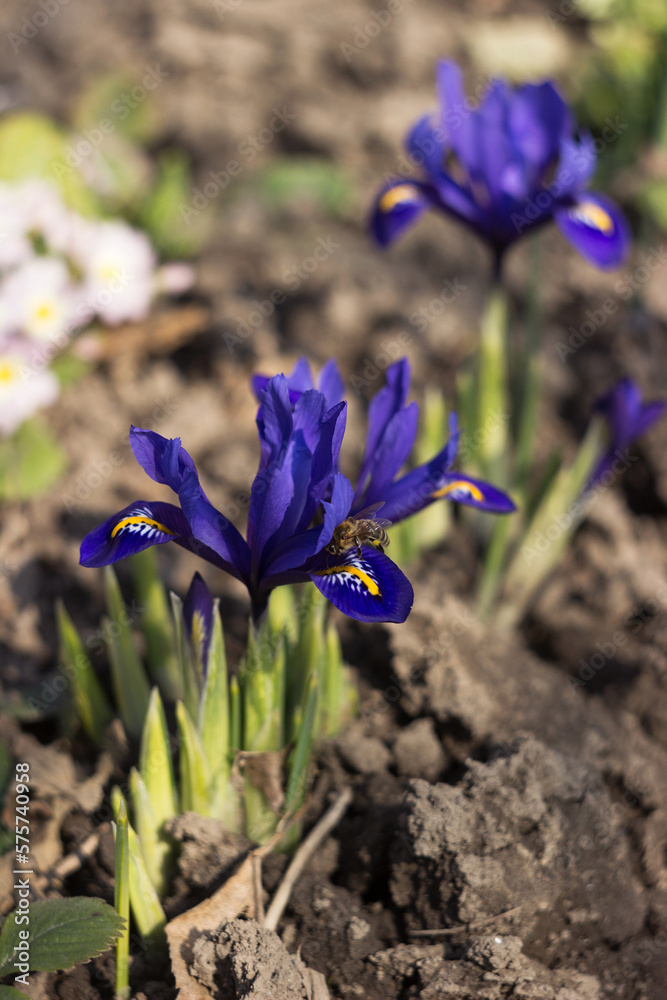 Spring Iris reticulata, Early spring blue flowers with bee, Irises blooming in the garden. Background Spring Iris reticulata, Early spring blue flowers with bee, Irises blooming in the garden. Background