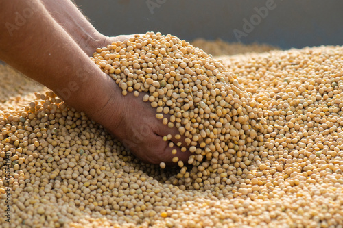 Ripe soya bean seed in hands