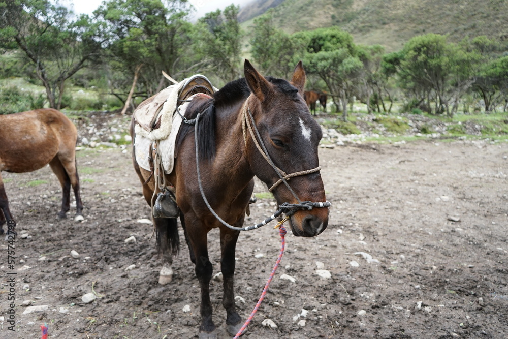 Caballo Caballo