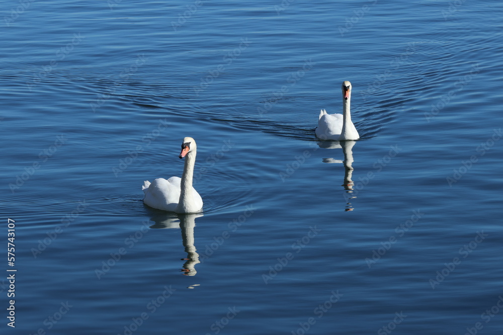 two swans