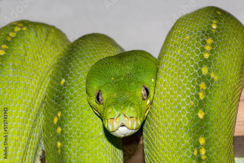 Australian Green Python in captivity