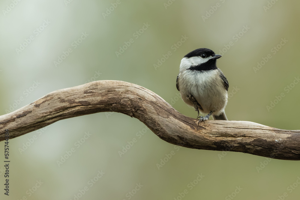 Carolina Chickadee Perched on a Tree Branch Carolina Chickadee Perched on a Tree Branch
