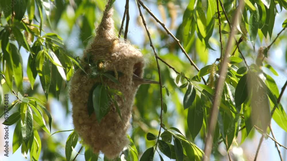 Eurasian penduline tit or European penduline tit (Remiz pendulinus) building nest Eurasian penduline tit or European penduline tit (Remiz pendulinus) building nest