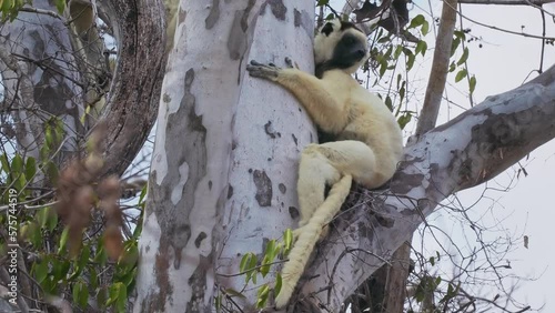 Verreauxs Sifaka - Propithecus verreauxi or White sifaka, primate in the Indriidae, lives from rainforest to dry deciduous forests of western Madagascar, white with brown on sides, top of head, arms. photo