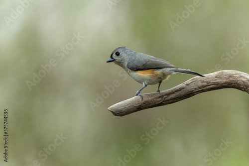 Tufted Titmouse Perched on a tree branch