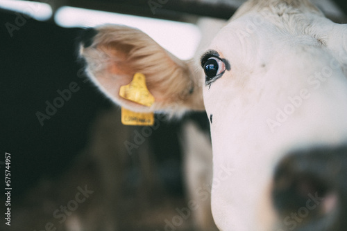 Obraz na płótnie Cow portrait w salonie