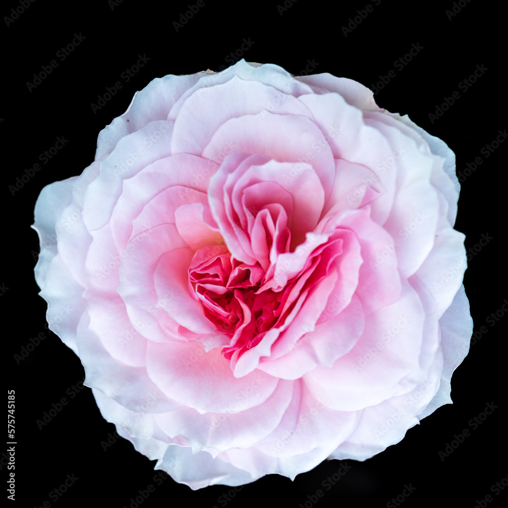 ‘Eden’ is an incredibly beautiful variety of roses blooming with pale pink double flowers similar to peonies. ‘Eden’ is an incredibly beautiful variety of roses blooming with pale pink double flowers similar to peonies.