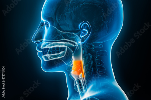 Xray lateral or profile view of the laryngopharynx or hypopharynx 3D rendering illustration with male body contours. Human anatomy, medical, biology, science, medicine, healthcare concepts. photo