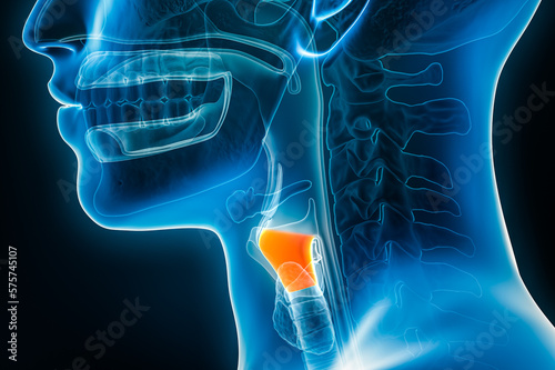 Xray lateral or profile view of the larynx or voice box 3D rendering illustration with male body contours. Human organ anatomy, laryngitis, medical, biology, science, medicine, healthcare concepts. photo