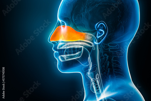 Xray lateral or profile view of the nasal cavity 3D rendering illustration with male body contours. Human nose anatomy, sinusitis, medical, biology, science, medicine, healthcare concepts.