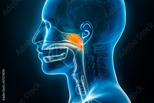 Xray lateral or profile view of the nasopharynx 3D rendering illustration with male body contours. Human anatomy, nasopharyngitis or cold, medical, biology, science, medicine, healthcare concepts. photo