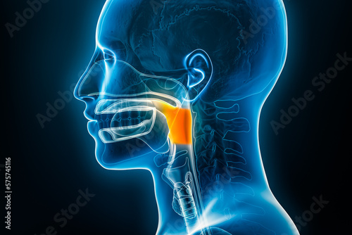 Xray lateral or profile view of the oropharynx 3D rendering illustration with male body contours. Human anatomy, medical, biology, science, medicine, healthcare concepts. photo