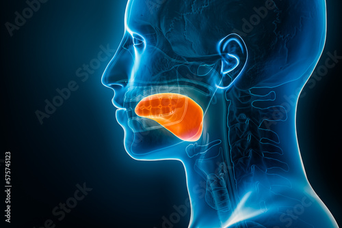 Obraz na plátně Xray lateral or profile view of the tongue 3D rendering illustration with male body contours
