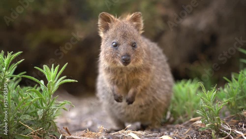 Quokka - Setonix brachyurus small macropod size of domestic cat, Like marsupials kangaroo and wallaby is herbivorous and mainly nocturnal, smaller islands off the coast of Western Australia, cute pet. photo