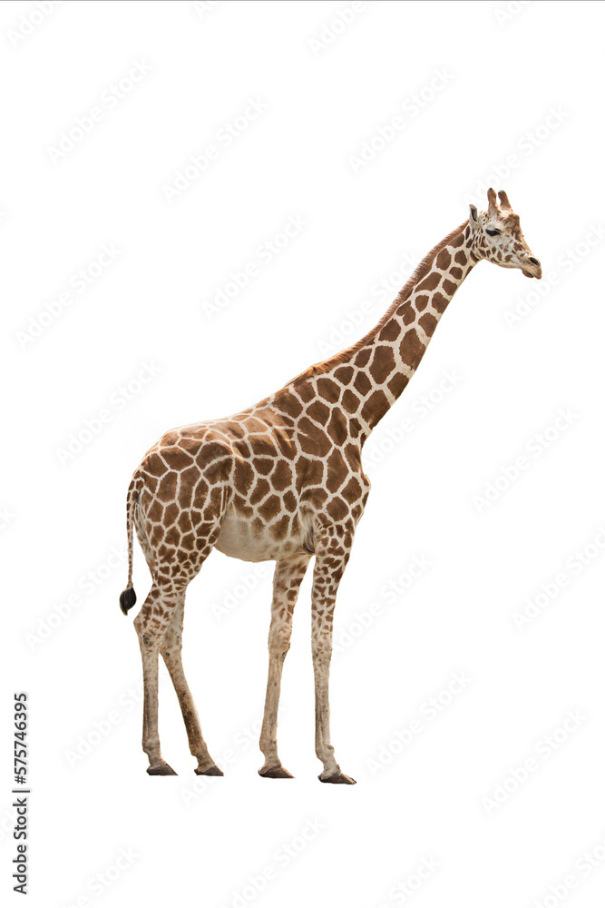 Obraz premium large giraffe isolated on white background